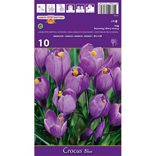 Krokus Blue interface.image 1 interface.art 67615