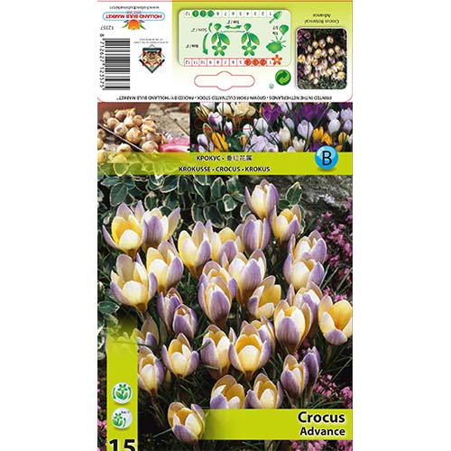 Krokus botaniczny Advance interface.image 1 interface.art 68060