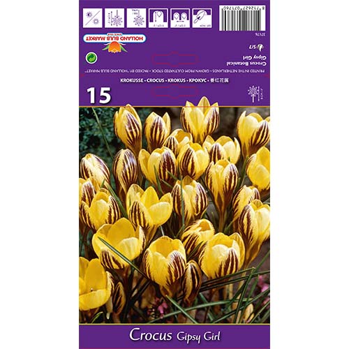 Krokus Gipsy Girl interface.image 1 interface.art 67617