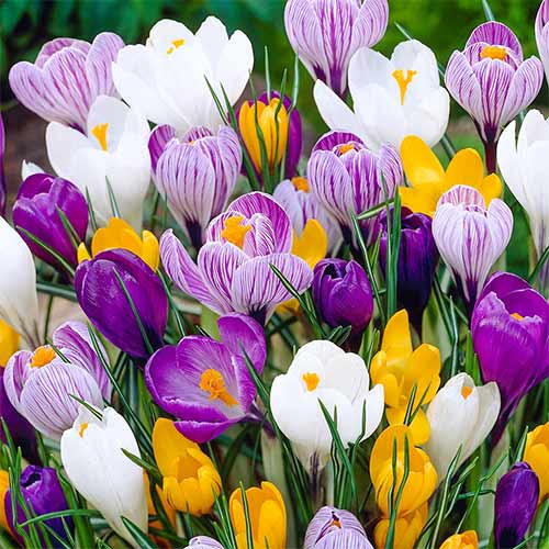 Krokus, mix kolorów interface.image 1 interface.art 67614