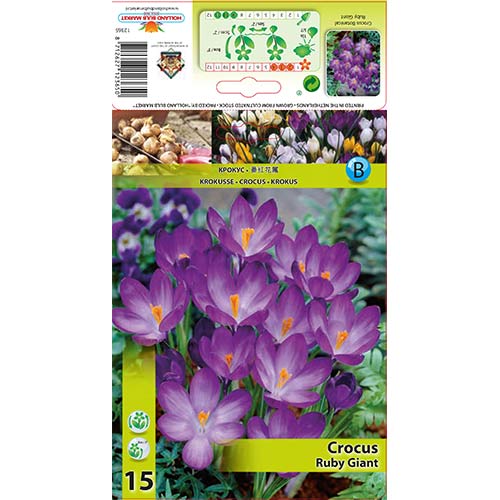 Krokus Ruby Giant interface.image 1 interface.art 67338