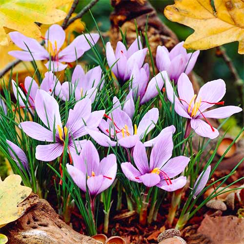Krokus Sativus (Szafran) interface.image 1 interface.art 67619