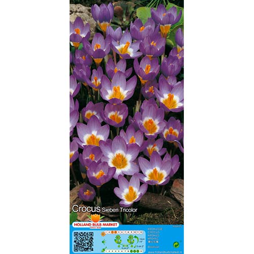 Krokus Tricolor interface.image 1 interface.art 67620