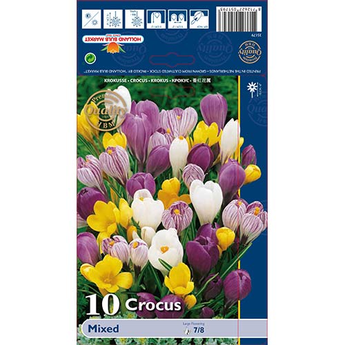 Krokus wielkokwiatowy, mix kolorów interface.image 1 interface.art 68015