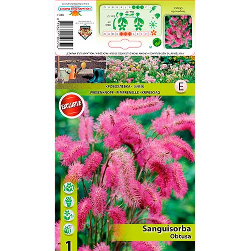 Krwiściąg (Sanguisorba) Obtusa interface.image 1 interface.art 76362