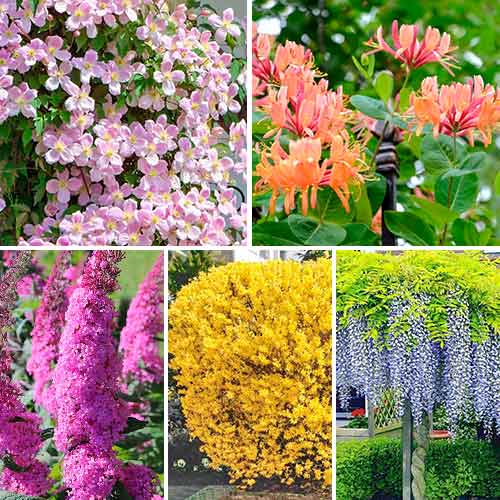 Super oferta! Krzewy dekoracyjne, zestaw 5 odmian interface.image 1 interface.art 4815