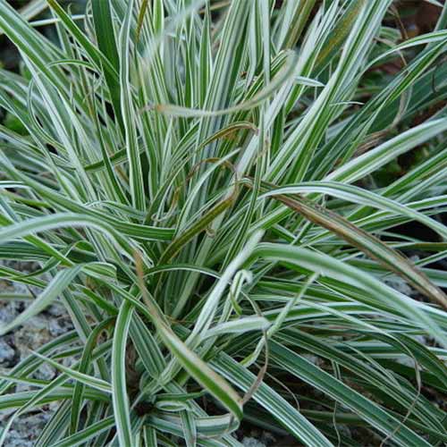 Kupkówka pospolita Variegata interface.art zdjęcie 1 Kupkówka pospolita Variegata interface.image 1 interface.art 01340