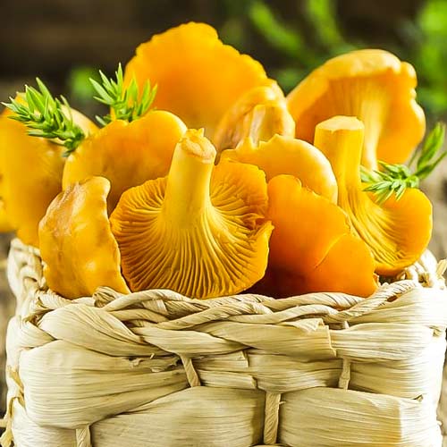 Kurki (Pieprznik jadalny) interface.image 1 interface.art 9733