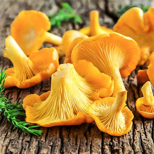 Kurki (Pieprznik jadalny) interface.image 3 interface.art 9733