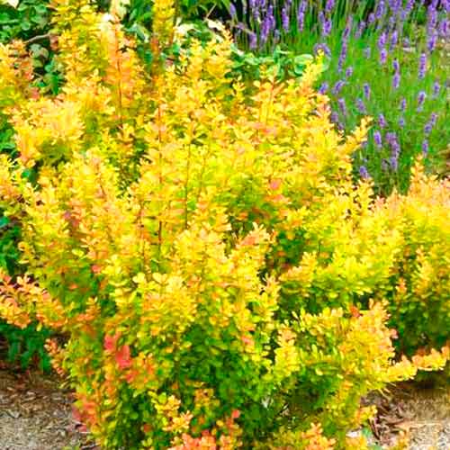 Kwaśnica Orange Torch interface.image 1 interface.art 5588