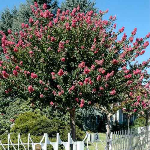 Lagerstremia indyjska Rosea Nova interface.image 1 interface.art 9534