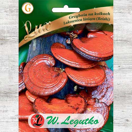 Lakownica lśniąca - grzybnia na kołkach interface.image 1 interface.art 86702