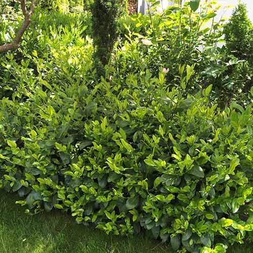 Laurowiśnia wschodnia Cherry Brandy interface.image 1 interface.art 4106