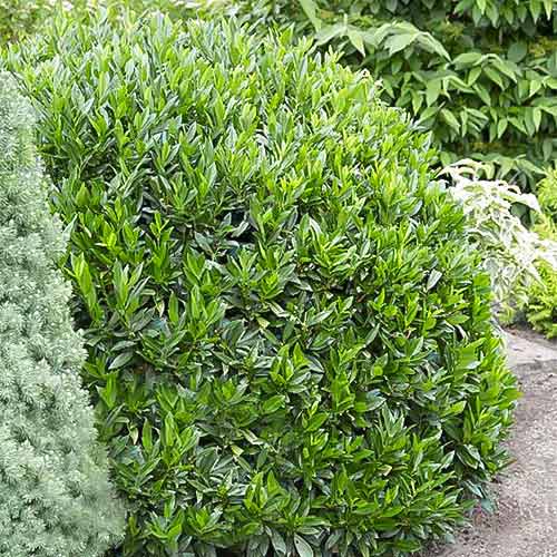 Laurowiśnia wschodnia Gajo interface.image 1 interface.art 3970