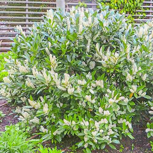 Laurowiśnia wschodnia Van Nes interface.image 1 interface.art 3971