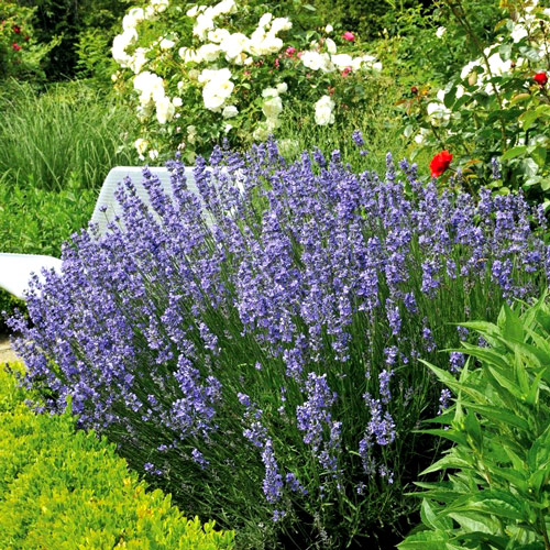 Lawenda  interface.image 1 interface.art 8701