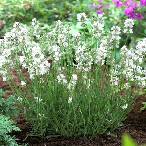 Lawenda wąskolistna Arctic Snow interface.image 1 interface.art 4459