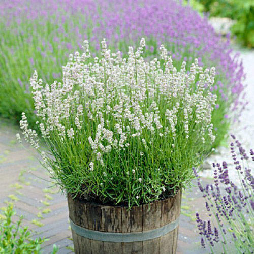 Lawenda wąskolistna Ellagance Ice interface.image 1 interface.art 68690