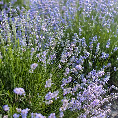 Lawenda wąskolistna Granny's Bouquet, P9 interface.image 1 interface.art 1593