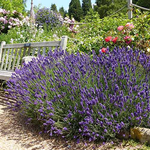 Lawenda wąskolistna Hidcote interface.image 1 interface.art 4071