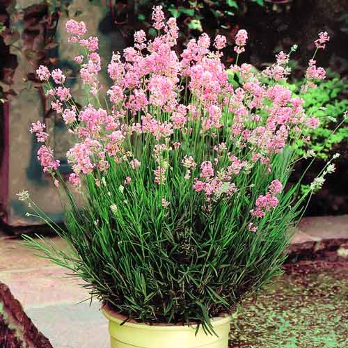 Lawenda wąskolistna Rosea interface.image 1 interface.art 9586