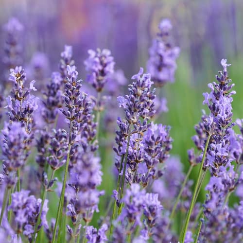 Lawenda wąskolistna Sensational, P9 interface.image 1 interface.art 1597