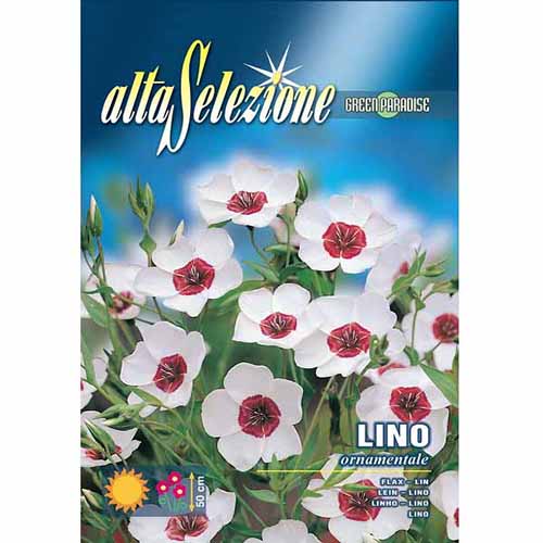 Len wielkokwiatowy ozdobny Morami interface.image 1 interface.art 96347