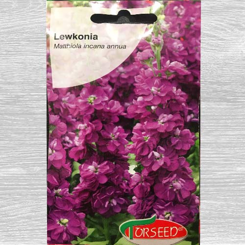 Lewkonia letnia Excelsior fioletowa interface.image 1 interface.art 77548