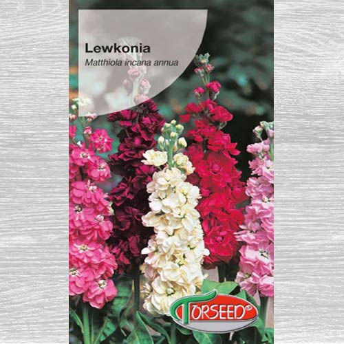 Lewkonia letnia Excelsior, mieszanka interface.image 1 interface.art 77551