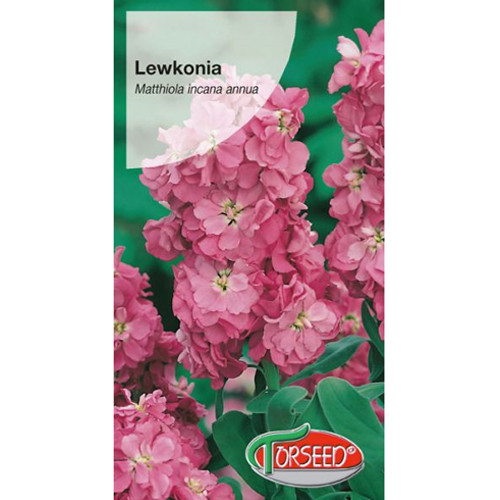 Lewkonia letnia Excelsior różowa interface.image 1 interface.art 77553