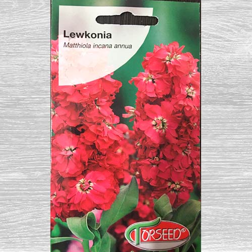 Lewkonia letnia Excelsior wiśniowowrzosowa interface.image 1 interface.art 77555