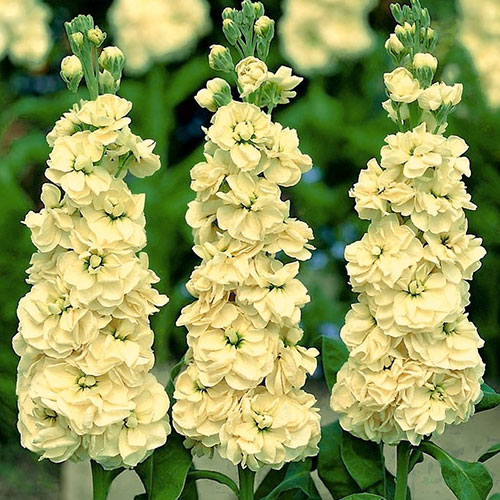 Lewkonia letnia Excelsior żółta Legutko interface.image 1 interface.art 87079