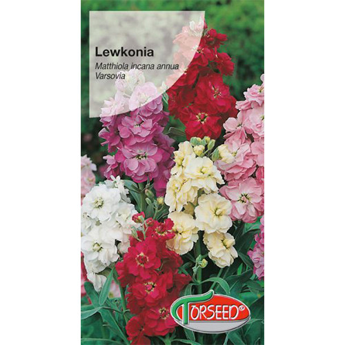 Lewkonia letnia Varsovia, mieszanka interface.image 1 interface.art 77556