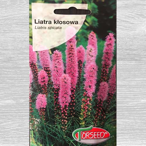 Liatra kłosowa, mieszanka interface.image 1 interface.art 77559