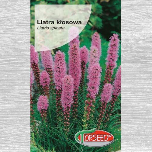 Liatra kłosowa purpuroworóżowa interface.image 1 interface.art 77560