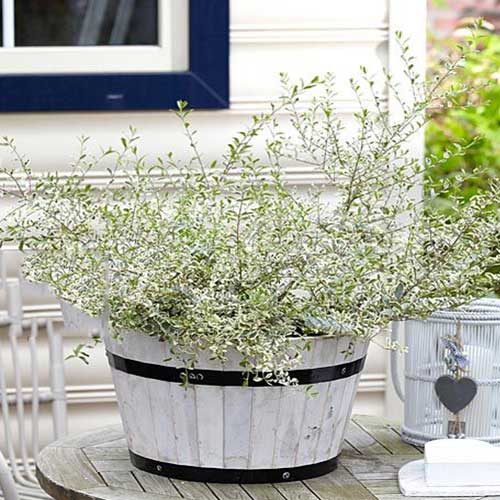 Ligustr ibota Musli interface.image 1 interface.art 4463