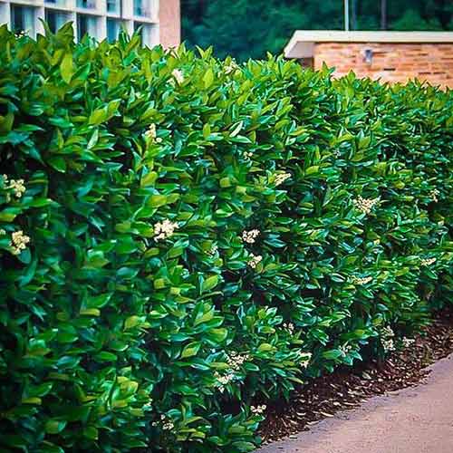 Ligustr japoński Green Century interface.art zdjęcie 1 Ligustr japoński Green Century interface.image 1 interface.art 4074