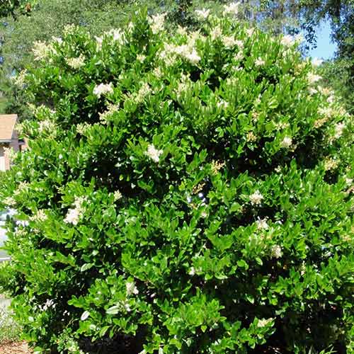 Ligustr Massif interface.image 1 interface.art 4075