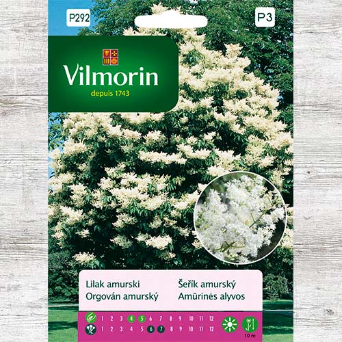 Lilak amurski, nasiona interface.image 1 interface.art 86643