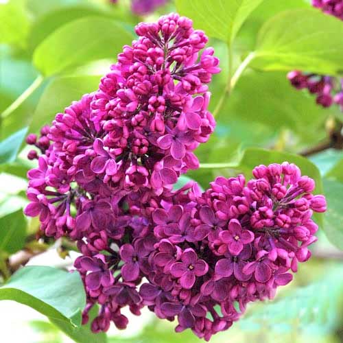 Lilak (Bez) Charles Joly interface.image 1 interface.art 9096