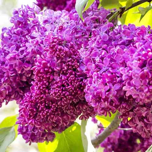 Lilak (Bez) Charles Joly interface.image 2 interface.art 9096