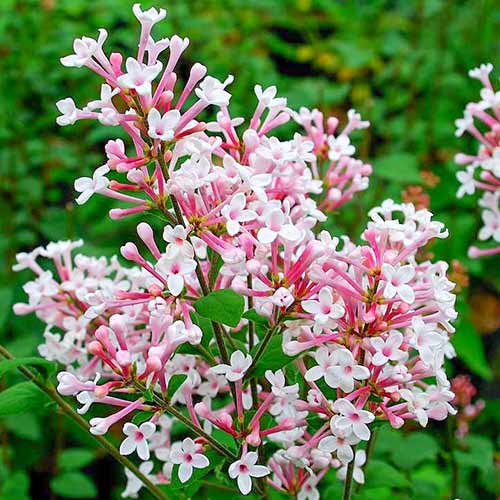 Lilak (Bez) drobnolistny Superba interface.image 1 interface.art 4807