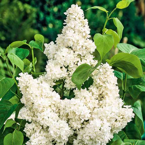 Lilak (Bez) Madame Lemoine interface.image 1 interface.art 9146