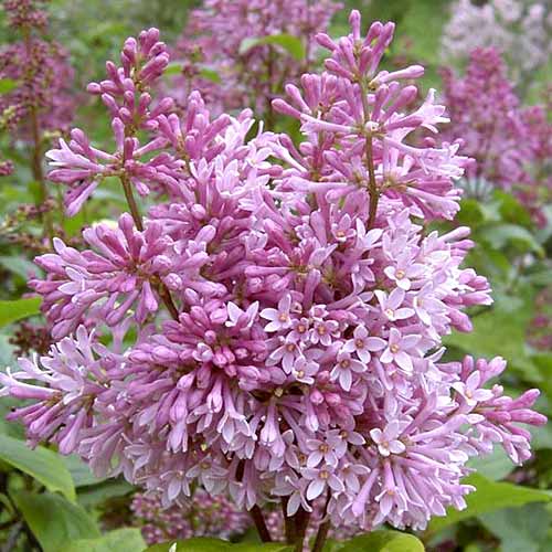 Lilak (Bez) Minuet interface.image 1 interface.art 4804