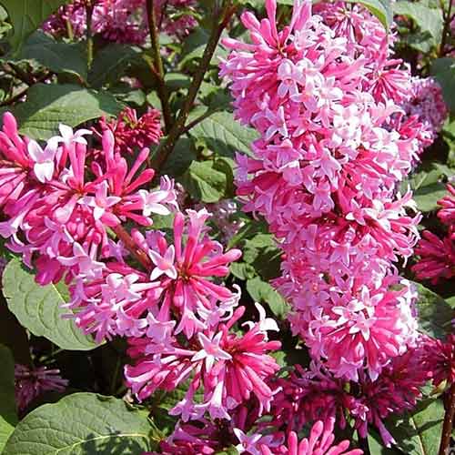 Lilak (Bez) Miss Canada interface.image 1 interface.art 4806