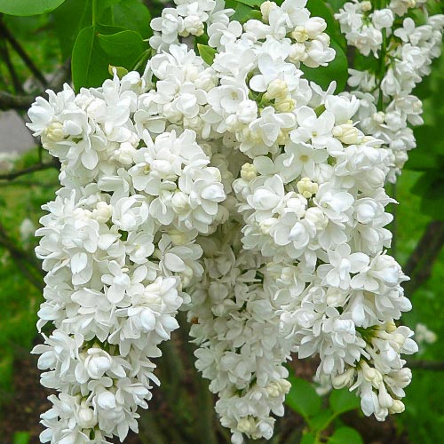 Lilak (Bez) Miss Ellen Willmot interface.image 1 interface.art 9162