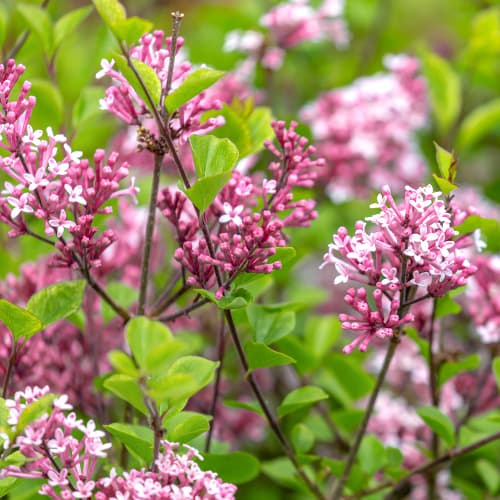 Lilak (Bez) Red Pixie, C2 interface.image 1 interface.art 4803