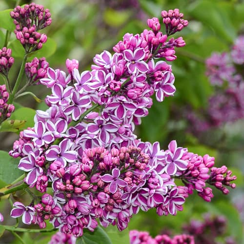 Lilak (Bez) Sensation interface.art zdjęcie 1 Lilak (Bez) Sensation interface.image 1 interface.art 9095