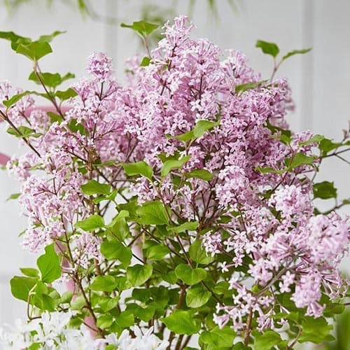 Lilak Josee interface.image 1 interface.art 76703