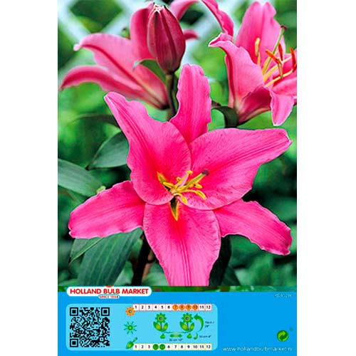 Lilia Acapulco interface.image 1 interface.art 76465